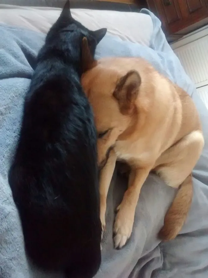 Bob - The Head Holder