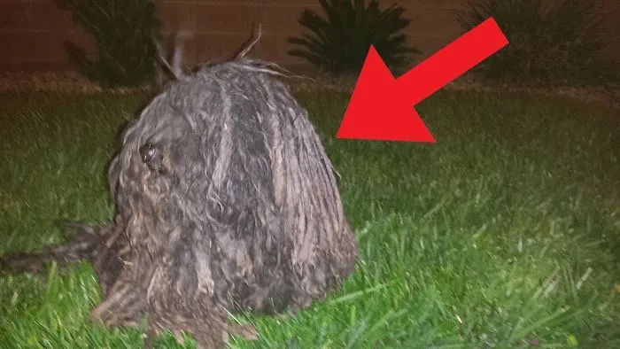 She Thought It Was A Black Trash Bag Across The Road,she Never Expected It To Be This