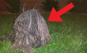 She Thought It Was A Black Trash Bag Across The Road,she Never Expected It To Be This