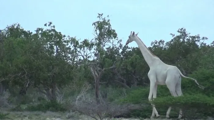 Rare White Giraffes Are Observed In Park In Kenya; Video