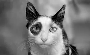 Animals That Look Like "Bored Panda Logo"