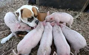 Former Stray Dog Adopts 8 Tiny Pigs And That's The Sweetest Thing You'll See Today