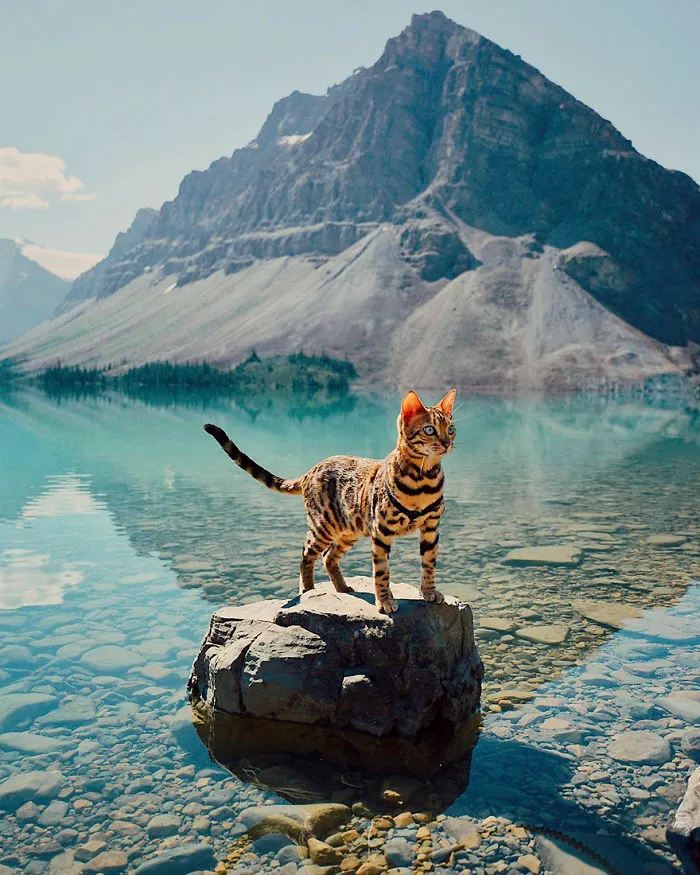 Meet Suki, The Traveling Cat Who's Living A Better Life Than You