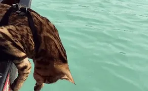 Meet Suki, The Traveling Cat Who's Living A Better Life Than You