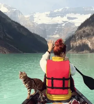 Meet Suki, The Traveling Cat Who's Living A Better Life Than You