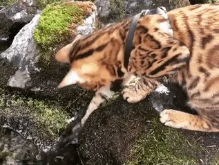 Meet Suki, The Traveling Cat Who's Living A Better Life Than You