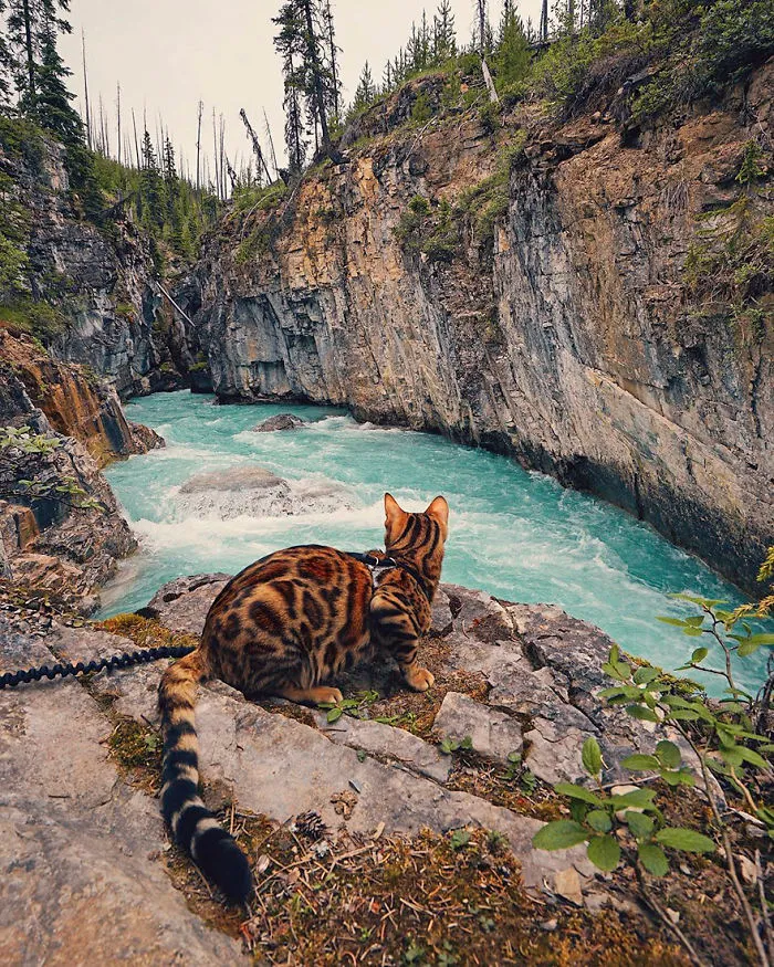 Meet Suki, The Traveling Cat Who's Living A Better Life Than You