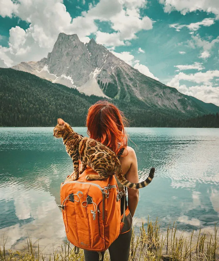 Meet Suki, The Traveling Cat Who's Living A Better Life Than You