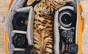 Meet Suki, The Traveling Cat Who's Living A Better Life Than You