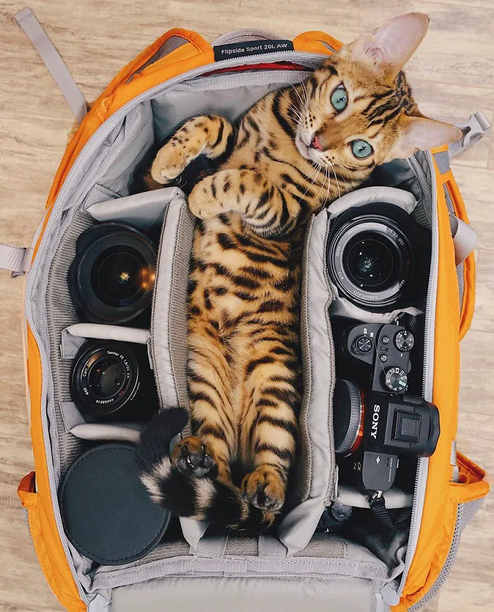 Meet Suki, The Traveling Cat Who's Living A Better Life Than You