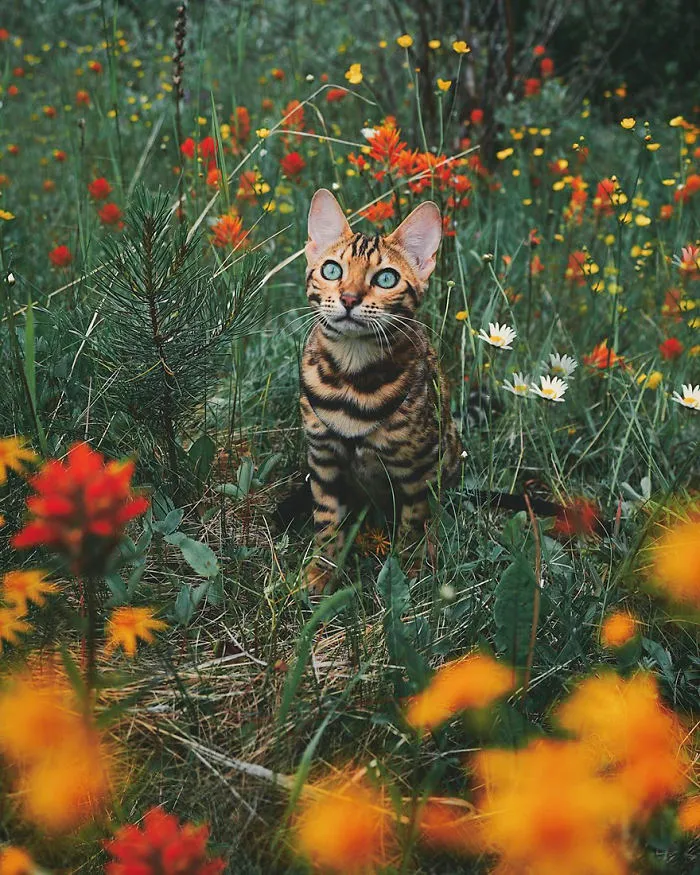 Meet Suki, The Traveling Cat Who's Living A Better Life Than You