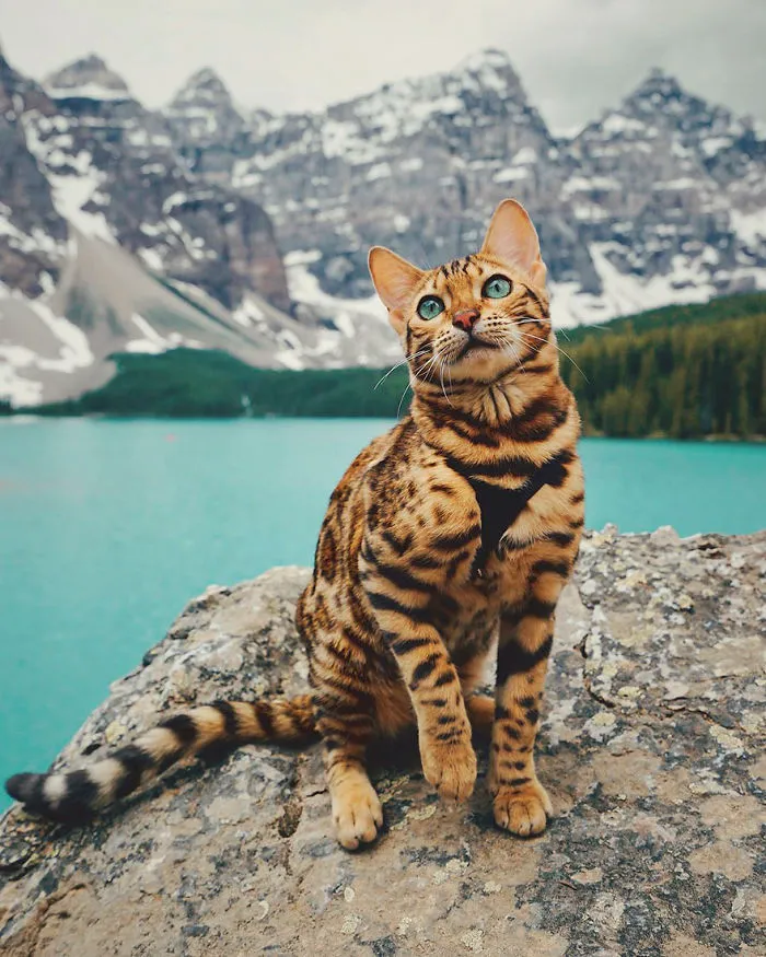 Meet Suki, The Traveling Cat Who's Living A Better Life Than You