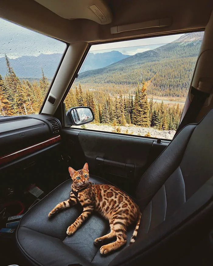Meet Suki, The Traveling Cat Who's Living A Better Life Than You