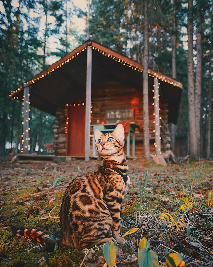 Meet Suki, The Traveling Cat Who's Living A Better Life Than You