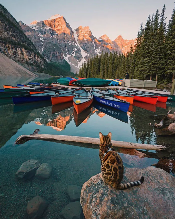 Meet Suki, The Traveling Cat Who's Living A Better Life Than You