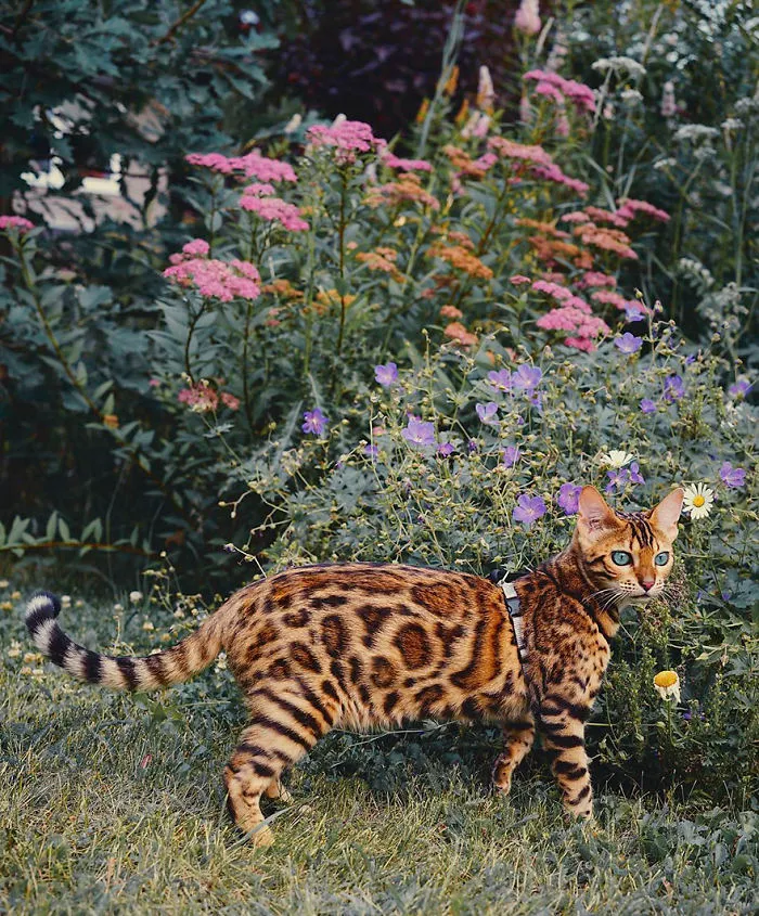 Meet Suki, The Traveling Cat Who's Living A Better Life Than You