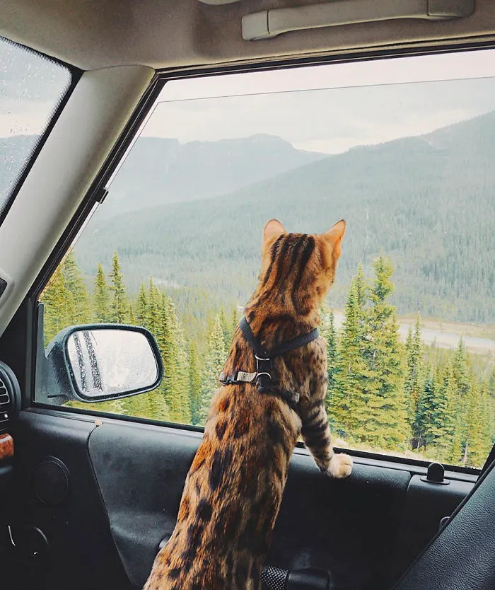 Meet Suki, The Traveling Cat Who's Living A Better Life Than You