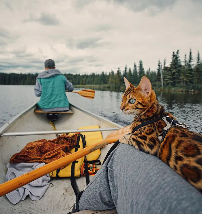 Meet Suki, The Traveling Cat Who's Living A Better Life Than You