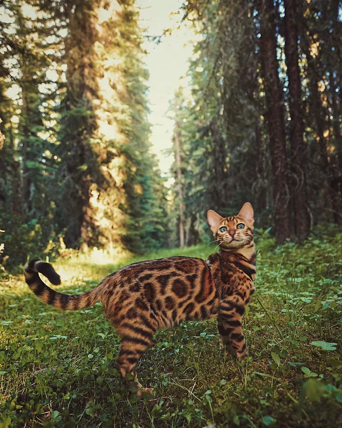 Meet Suki, The Traveling Cat Who's Living A Better Life Than You