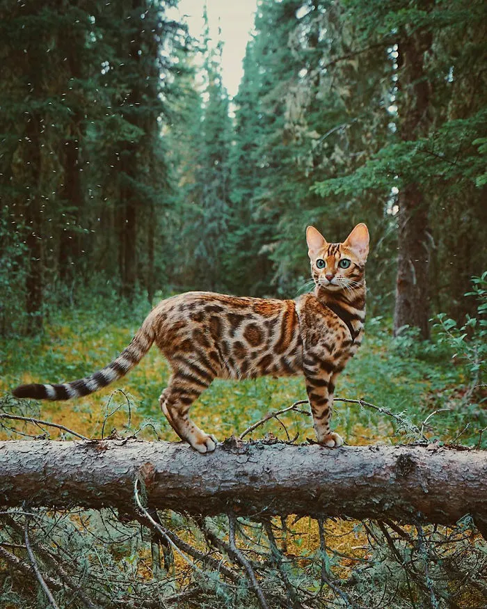 Meet Suki, The Traveling Cat Who's Living A Better Life Than You