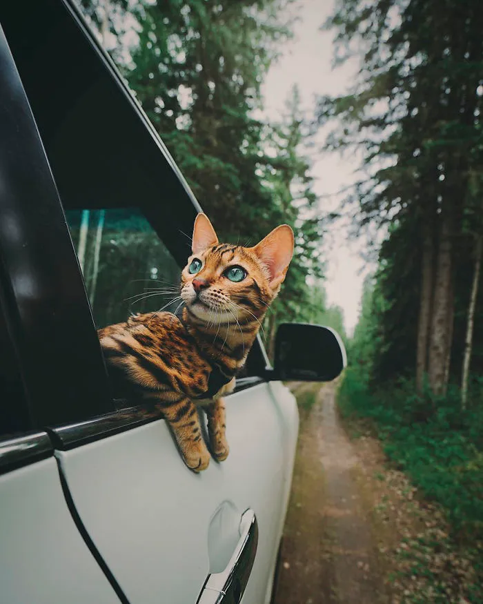 Meet Suki, The Traveling Cat Who's Living A Better Life Than You