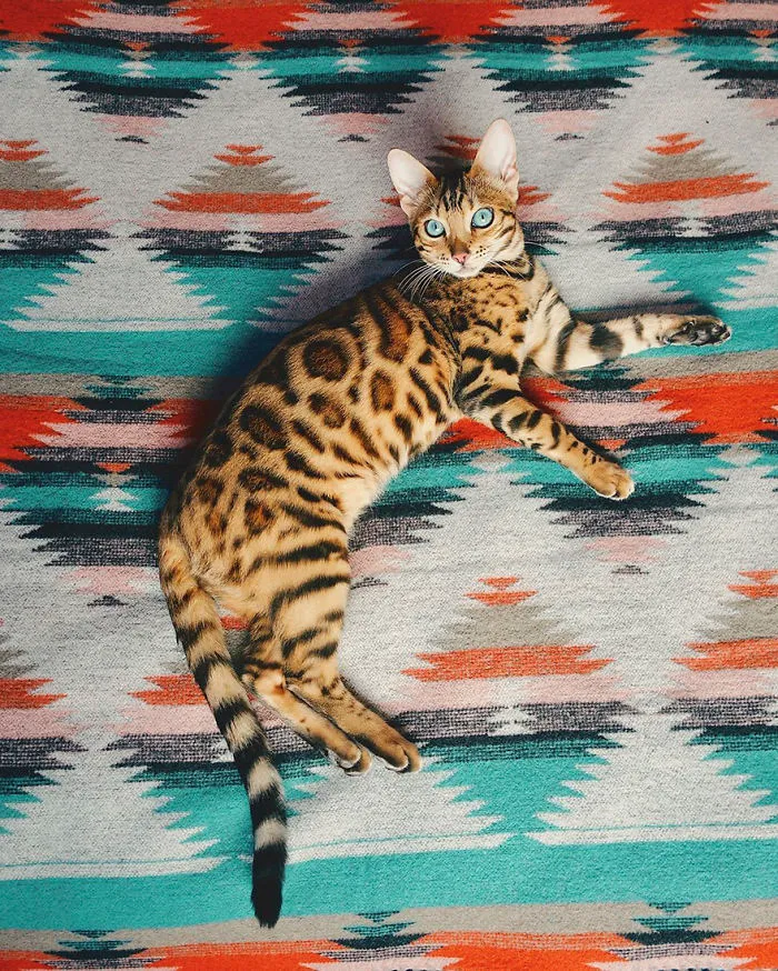 Meet Suki, The Traveling Cat Who's Living A Better Life Than You