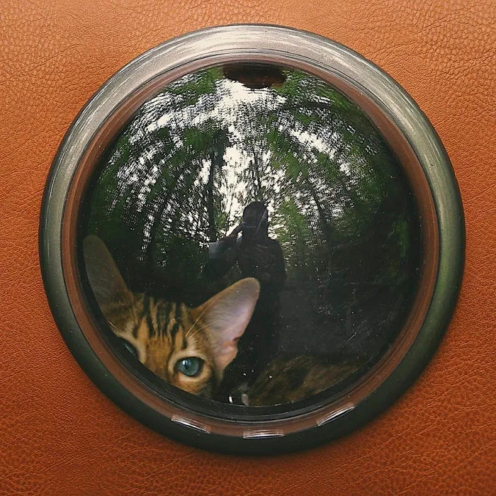 Meet Suki, The Traveling Cat Who's Living A Better Life Than You