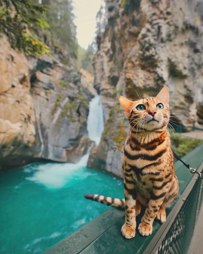Meet Suki, The Traveling Cat Who's Living A Better Life Than You
