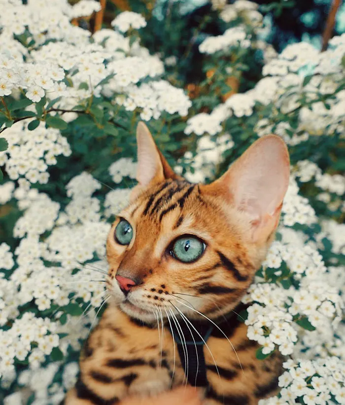 Meet Suki, The Traveling Cat Who's Living A Better Life Than You