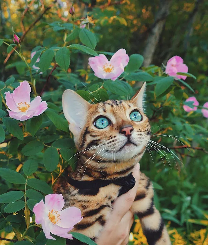 Meet Suki, The Traveling Cat Who's Living A Better Life Than You