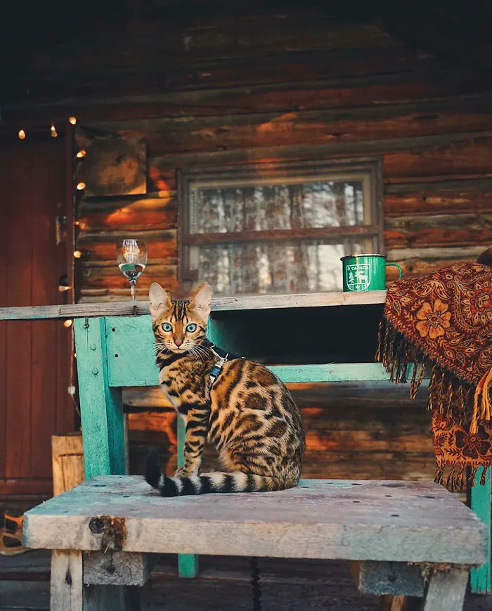 Meet Suki, The Traveling Cat Who's Living A Better Life Than You