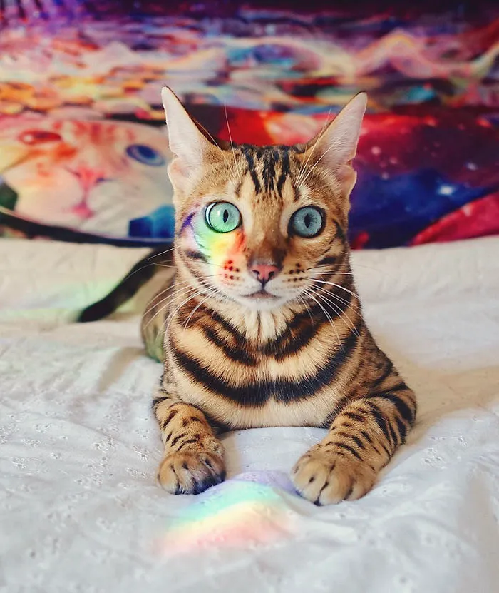 Meet Suki, The Traveling Cat Who's Living A Better Life Than You
