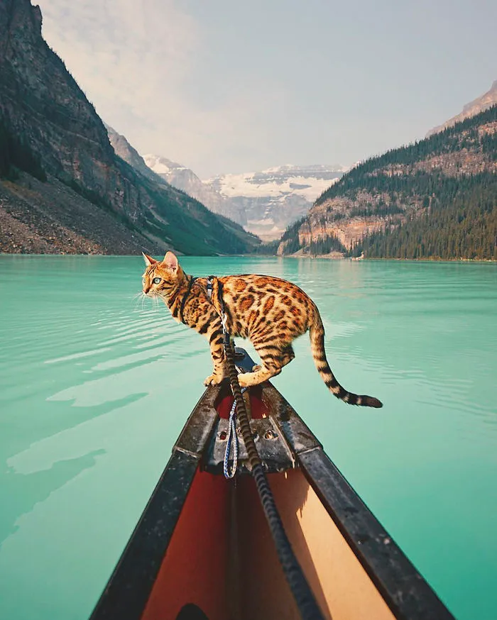 Meet Suki, The Traveling Cat Who's Living A Better Life Than You