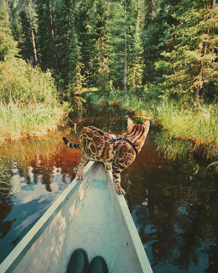 Meet Suki, The Traveling Cat Who's Living A Better Life Than You