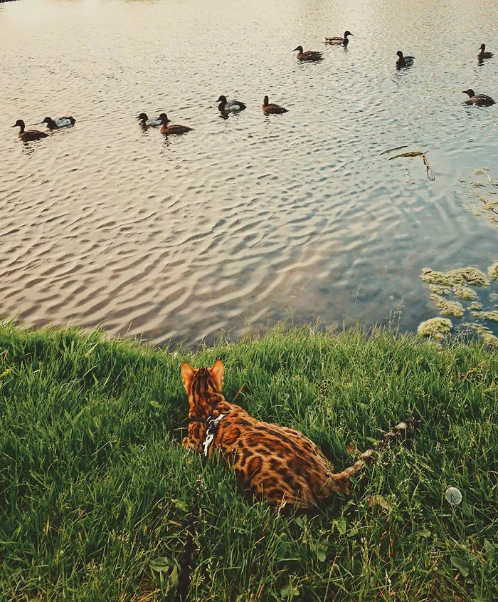 Meet Suki, The Traveling Cat Who's Living A Better Life Than You