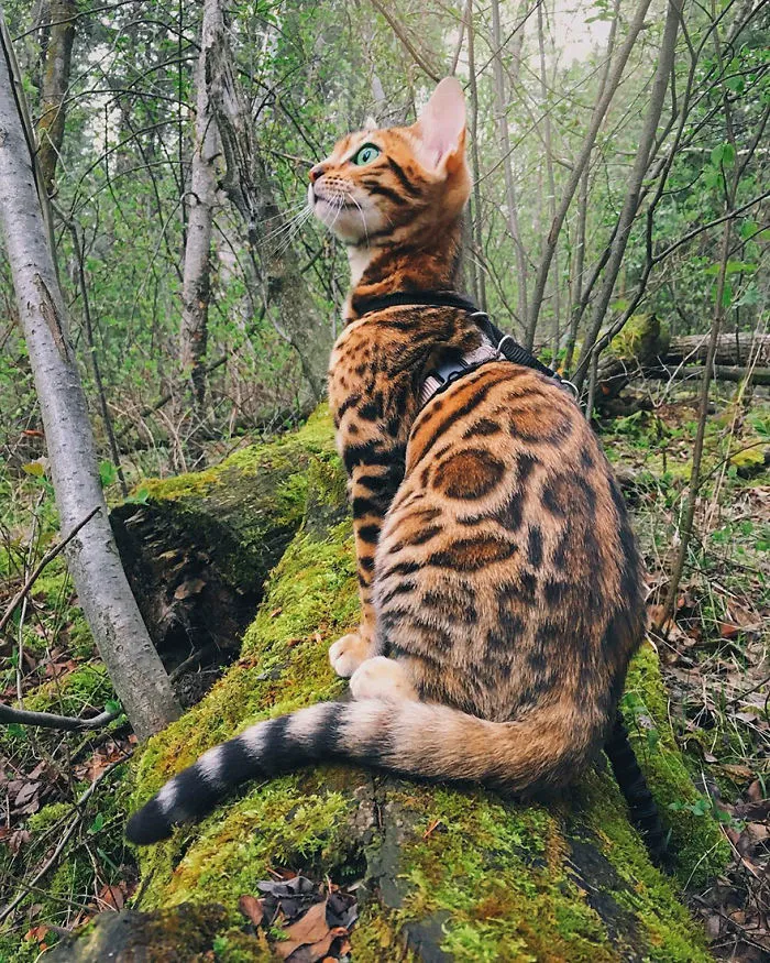 Meet Suki, The Traveling Cat Who's Living A Better Life Than You