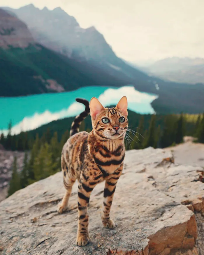 Meet Suki, The Traveling Cat Who's Living A Better Life Than You