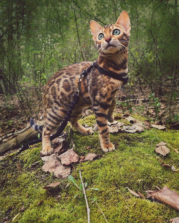Meet Suki, The Traveling Cat Who's Living A Better Life Than You