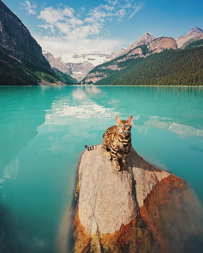Meet Suki, The Traveling Cat Who's Living A Better Life Than You