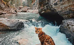 Meet Suki, The Traveling Cat Who's Living A Better Life Than You