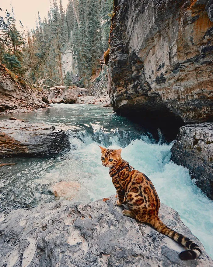 Meet Suki, The Traveling Cat Who's Living A Better Life Than You
