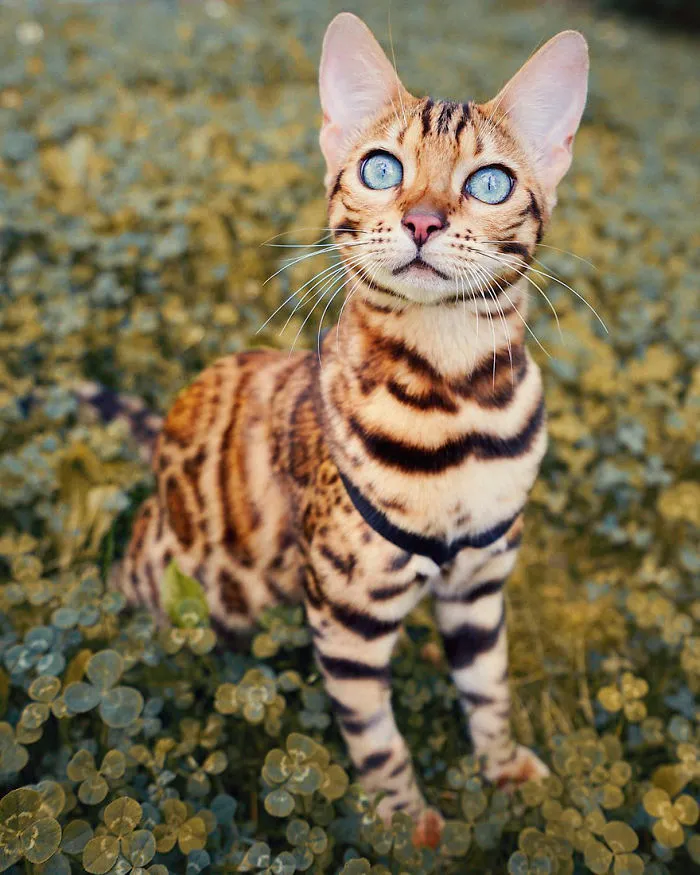 Meet Suki, The Traveling Cat Who's Living A Better Life Than You