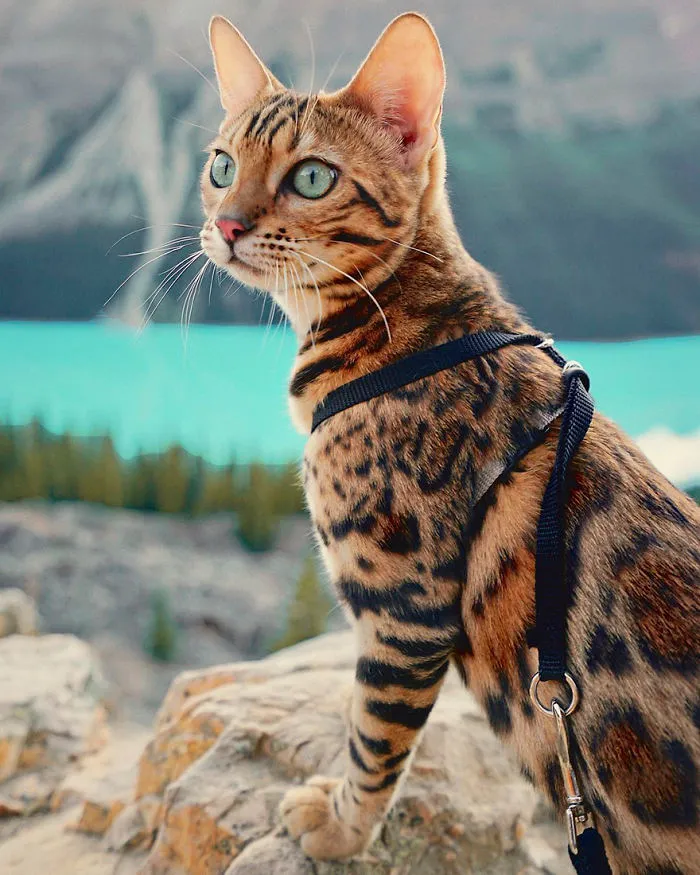 Meet Suki, The Traveling Cat Who's Living A Better Life Than You