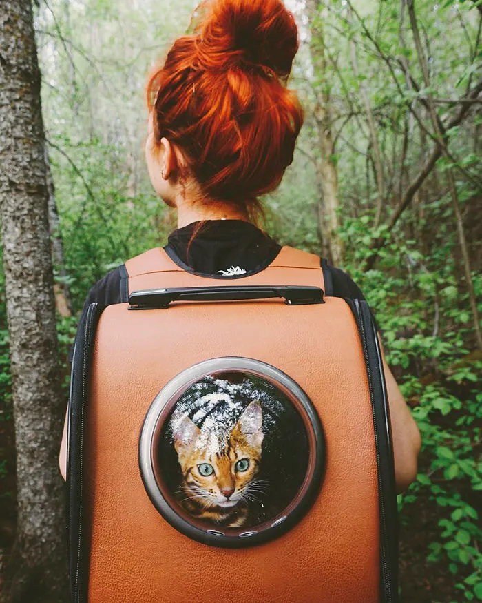 Meet Suki, The Traveling Cat Who's Living A Better Life Than You