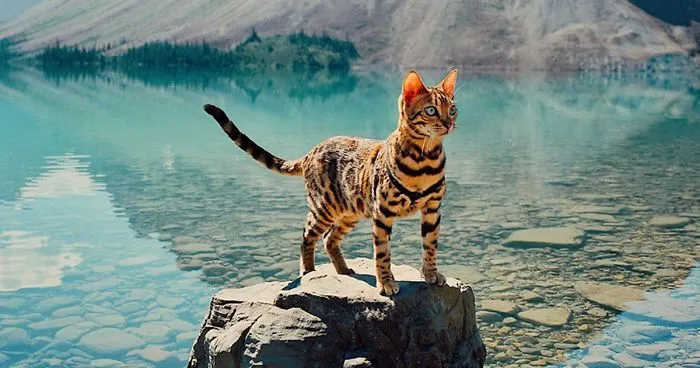 Meet Suki, The Traveling Cat Who's Living A Better Life Than You