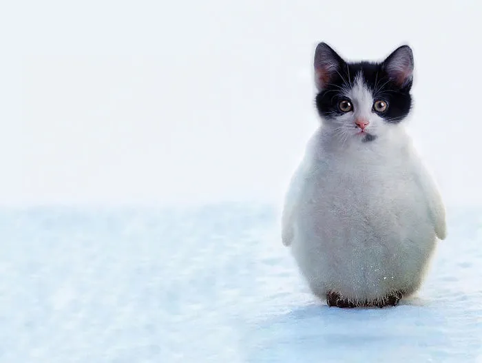 68 Unusual Cat And Bird Hybrids Bred In Photoshop (Add Yours)