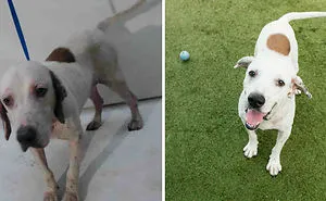 15 Before & After Photos That Prove Why Animal Shelters Need Good Photographers