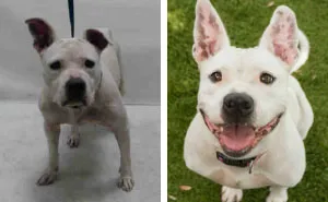 15 Before & After Photos That Prove Why Animal Shelters Need Good Photographers