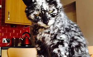 50 Cats With The Craziest Fur Markings