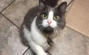 50 Cats With The Craziest Fur Markings